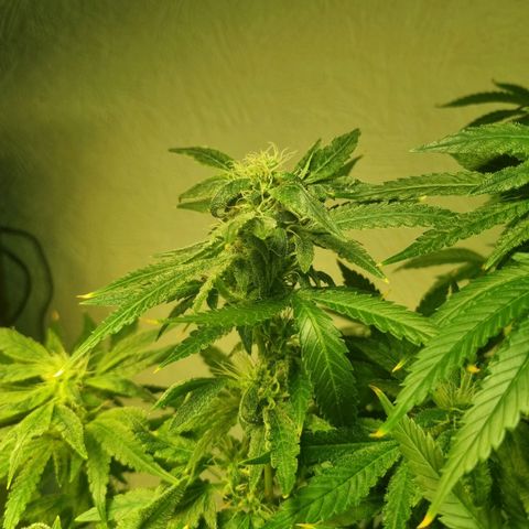 Strawberry banana growlog timeline photo