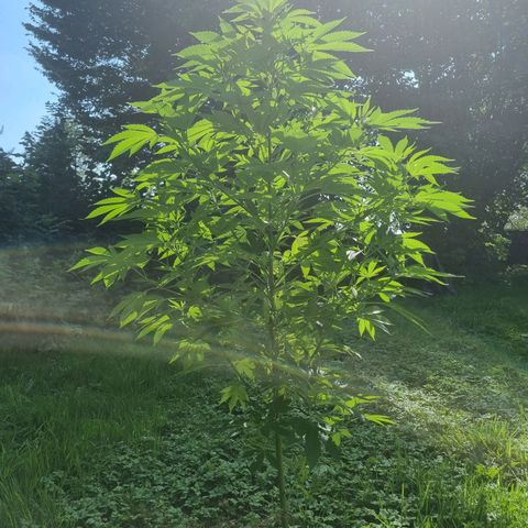 Mandarin Cookies R1 V2 growlog timeline photo