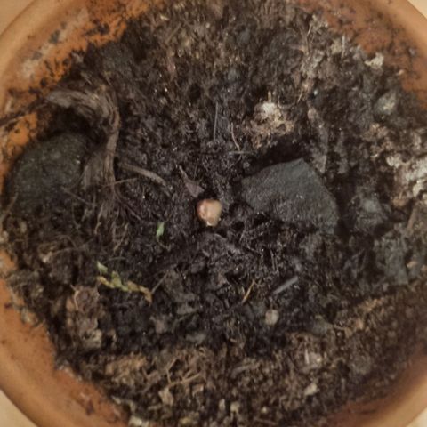 Grand daddy purple growlog timeline photo