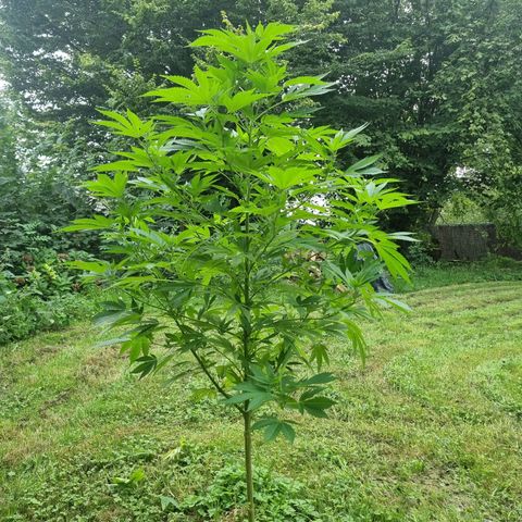 Mandarin Cookies R1 V2 growlog timeline photo