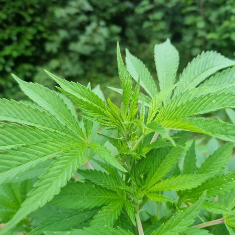 Mandarin Cookies R1 V2 growlog timeline photo