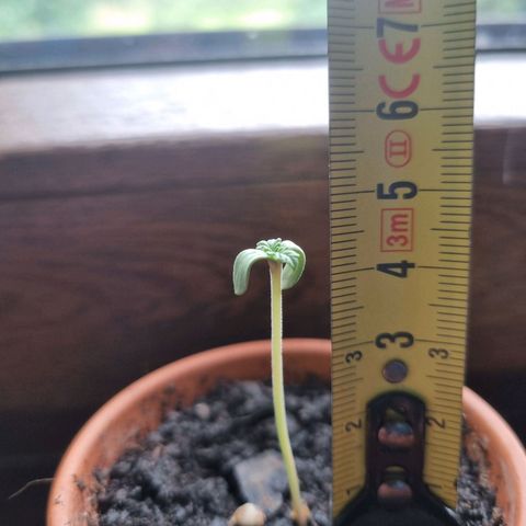 Grand daddy purple growlog timeline photo