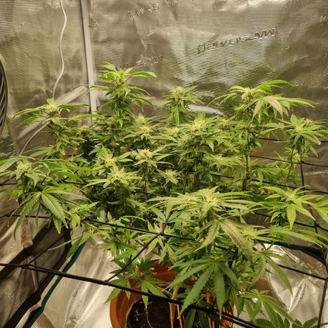 Strawberry banana growlog timeline photo