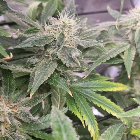 Strawberry banana growlog timeline photo