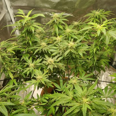 Strawberry banana growlog timeline photo