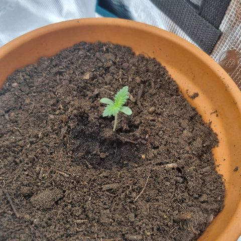 Grand daddy purple growlog timeline photo
