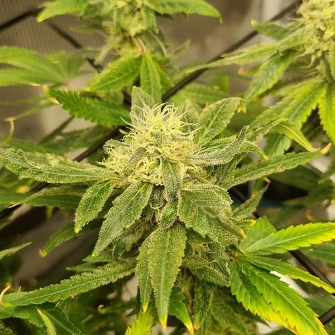 Strawberry banana growlog timeline photo