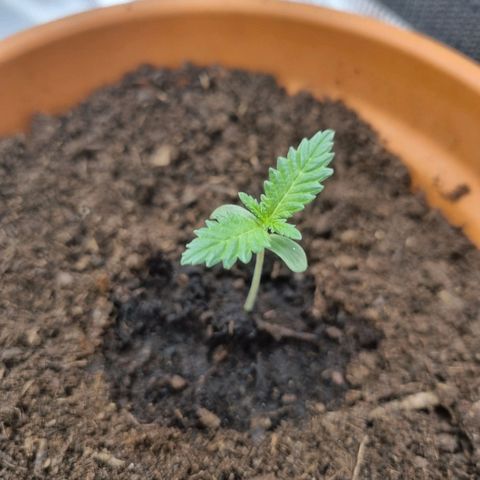Grand daddy purple growlog timeline photo