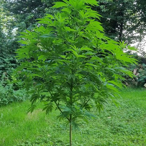 Mandarin Cookies R1 V2 growlog timeline photo