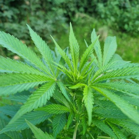 Mandarin Cookies R1 V2 growlog timeline photo