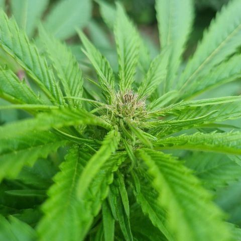 Mandarin Cookies R1 V2 growlog timeline photo