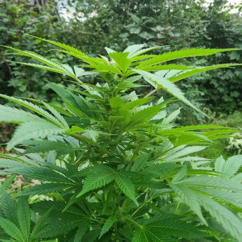 Mandarin Cookies R1 V2 growlog timeline photo