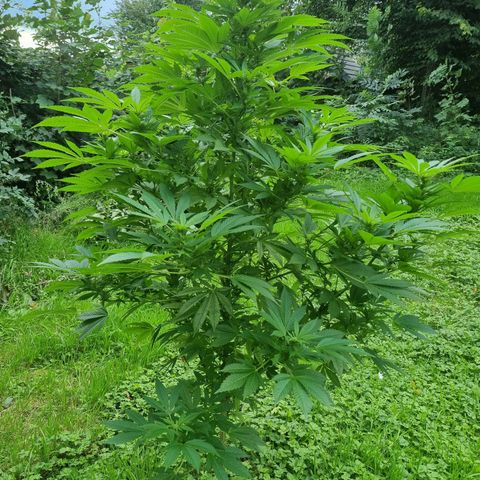 Mandarin Cookies R1 V2 growlog timeline photo
