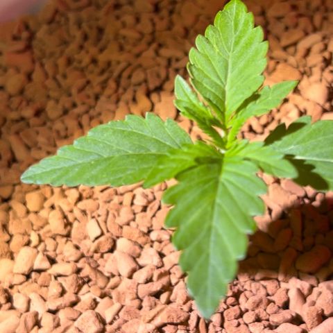 Skunk Dream CBD growlog photo: 3te Woche