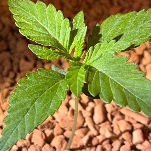Skunk Dream CBD growlog photo: 3te Woche