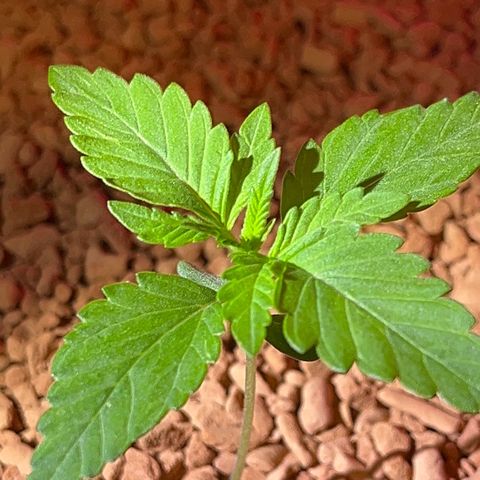 Skunk Dream CBD growlog photo: 3te Woche