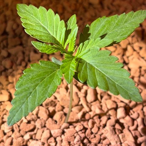 Skunk Dream CBD growlog photo: 3te Woche