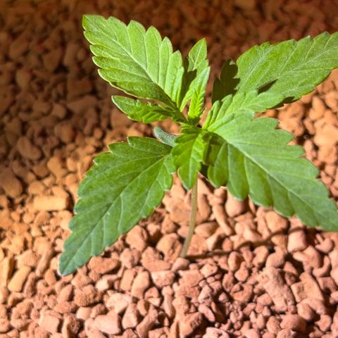 Skunk Dream CBD growlog photo: 3te Woche