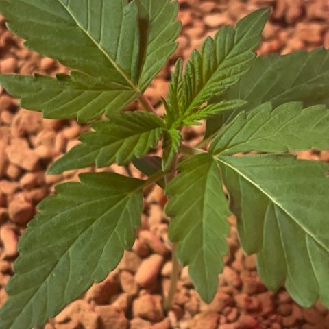 Skunk Dream CBD growlog photo: 14 Tage seit Keimung.