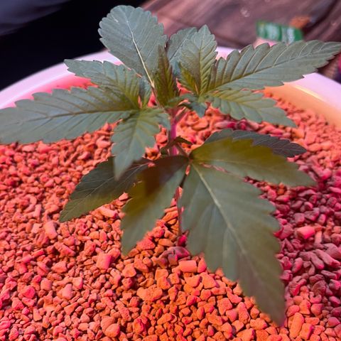 Skunk Dream CBD growlog timeline photo