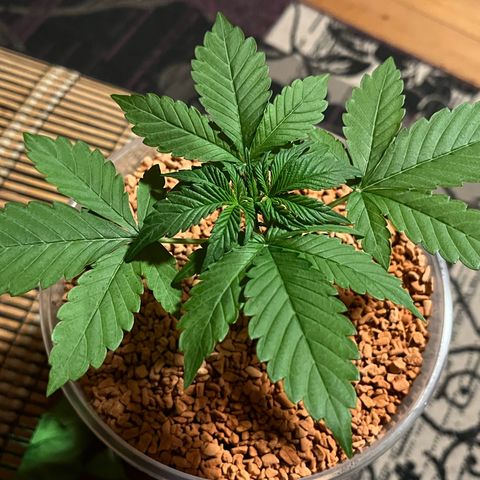 Skunk Dream CBD growlog timeline photo