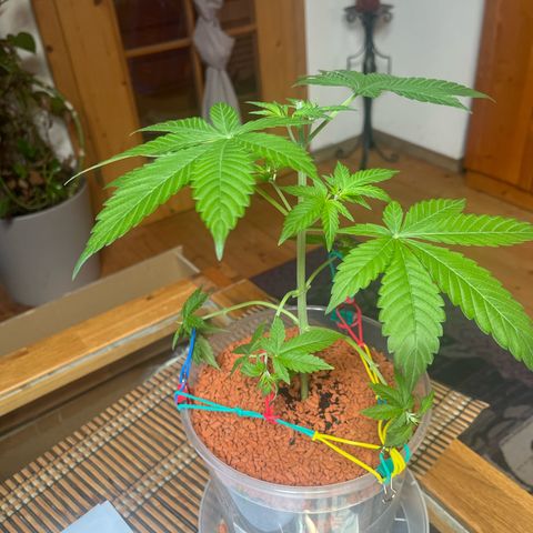 Skunk Dream CBD growlog photo: Bin gespannt.