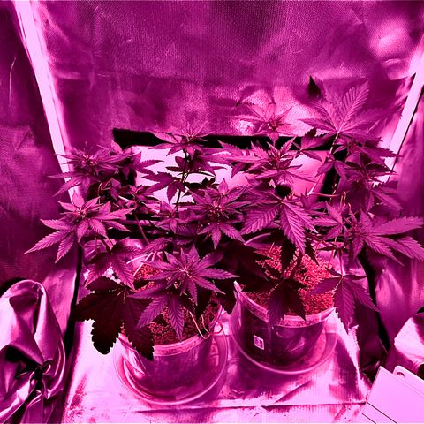 Skunk Dream CBD growlog photo: Bin gespannt