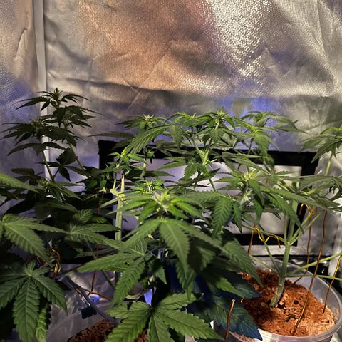 Skunk Dream CBD growlog timeline photo