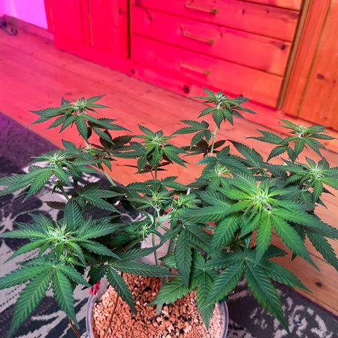Skunk Dream CBD growlog timeline photo
