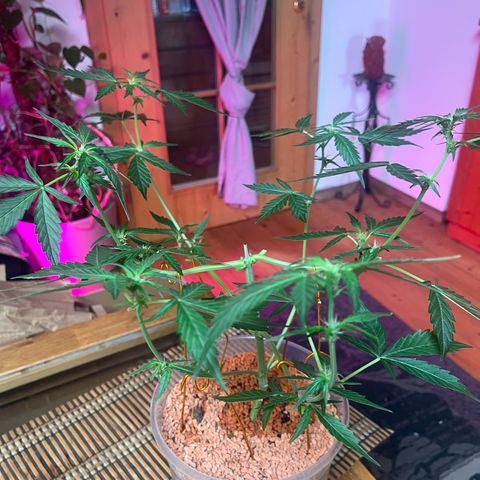 Blueberry Bubbelgum Auto growlog timeline photo