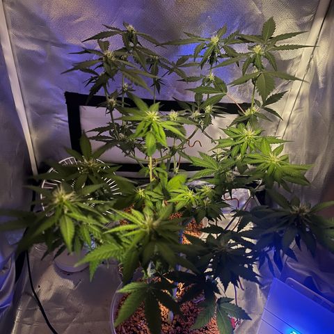 Skunk Dream CBD growlog timeline photo