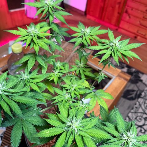 Skunk Dream CBD growlog photo: Dritte Blütewoche