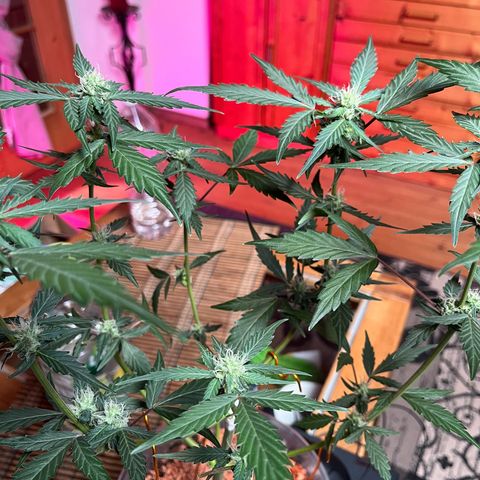 Blueberry Bubbelgum Auto growlog photo: Zweite Blütewoche