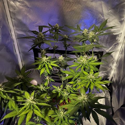 Skunk Dream CBD growlog timeline photo