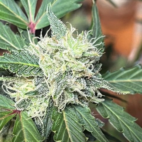 Blueberry Bubbelgum Auto growlog timeline photo