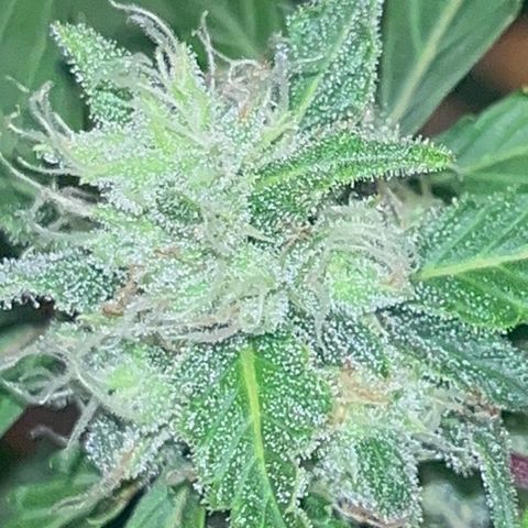 Blueberry Bubbelgum Auto growlog photo: Woche 4. der sichtbaren Blüte