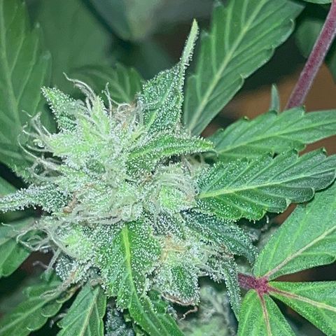 Blueberry Bubbelgum Auto growlog photo: Woche 4. der sichtbaren Blüte