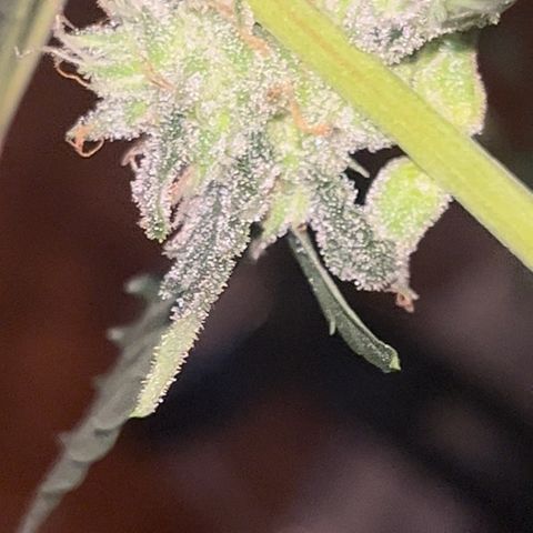 Blueberry Bubbelgum Auto growlog photo: Woche 4. der sichtbaren Blüte
