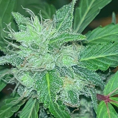 Blueberry Bubbelgum Auto growlog photo: Woche 4. der sichtbaren Blüte