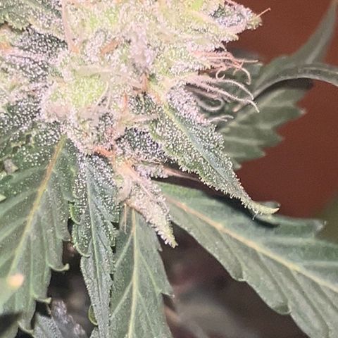 Blueberry Bubbelgum Auto growlog photo: Woche 4. der sichtbaren Blüte