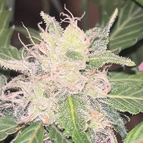 Blueberry Bubbelgum Auto growlog photo: Woche 4. der sichtbaren Blüte