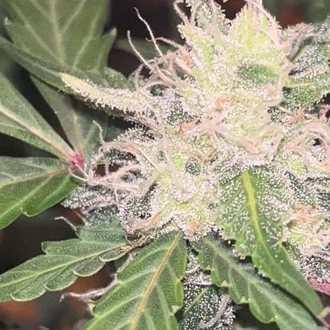 Blueberry Bubbelgum Auto growlog photo: Woche 4. der sichtbaren Blüte