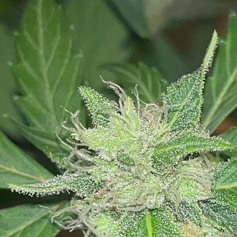 Blueberry Bubbelgum Auto growlog photo: Woche 4. der sichtbaren Blüte
