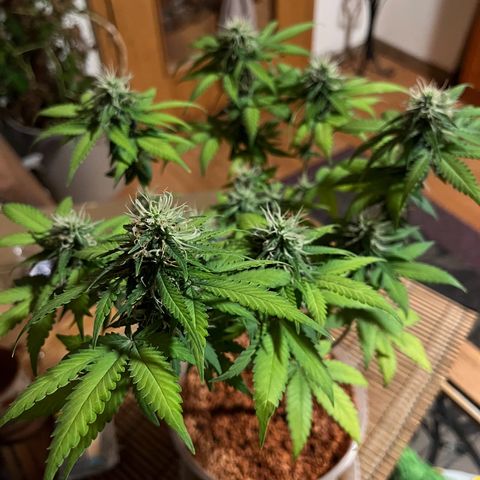 Skunk Dream CBD growlog photo: 5te. Blütewoche 