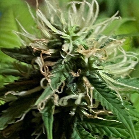 Skunk Dream CBD growlog photo: 5te. Blütewoche 