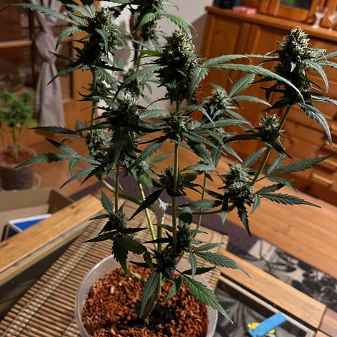 Blueberry Bubbelgum Auto growlog photo: 4te. Blütewoche