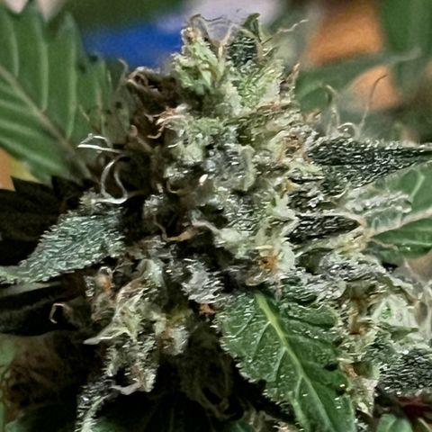 Blueberry Bubbelgum Auto growlog photo: 4te. Blütewoche