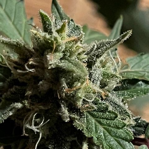 Blueberry Bubbelgum Auto growlog photo: 4te. Blütewoche