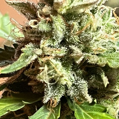 Blueberry Bubbelgum Auto growlog timeline photo