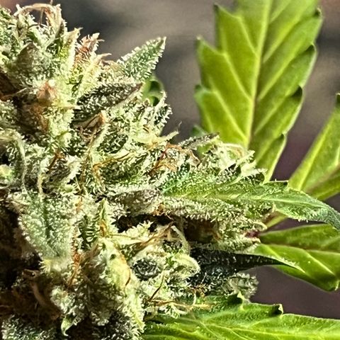 Blueberry Bubbelgum Auto growlog timeline photo